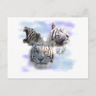 Carte Postale Tigres blancs