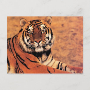 Carte Postale Tigres dans la nature Photos sur Cartes, Tee - shi