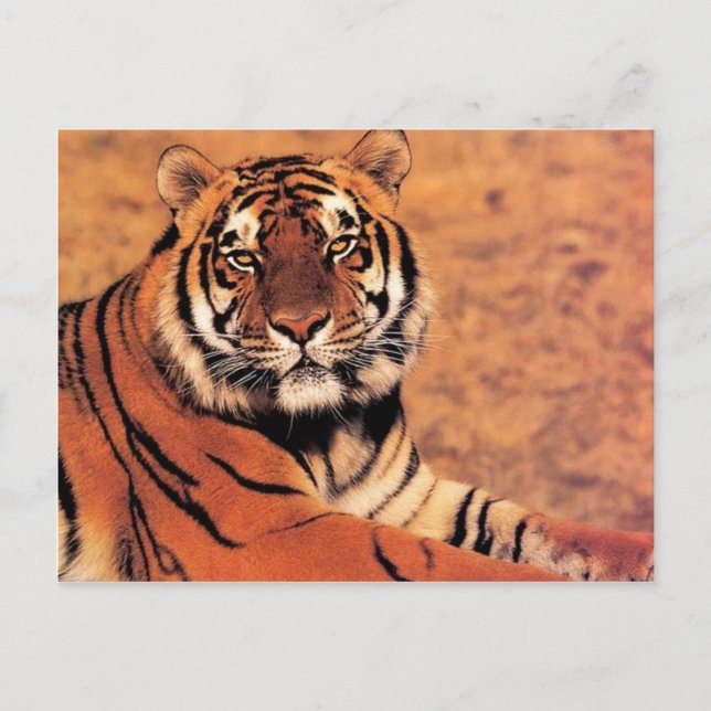 Carte Postale Tigres dans la nature Photos sur Cartes, Tee - shi (Devant)