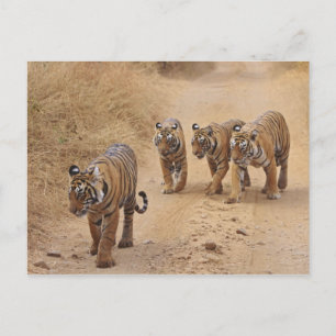 Carte Postale Tigres du Bengale