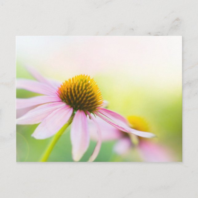 Carte Postale Til Sunbeams Trouvez-Vous (Devant)