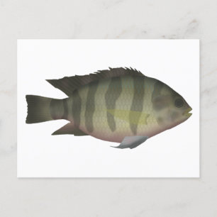 Carte Postale Tilapia ventre rouge