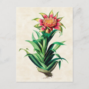 Carte Postale Tillandria Vintage Botanique