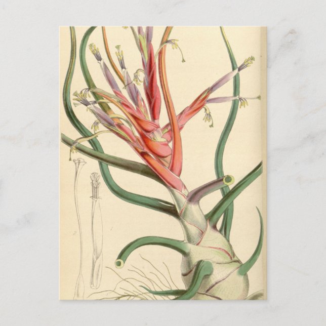 Carte Postale Tillandsia bulbosa (Devant)
