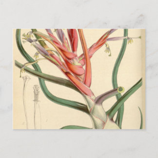 Carte Postale Tillandsia bulbosa