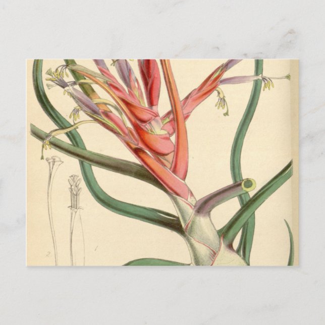 Carte Postale Tillandsia bulbosa (Devant)