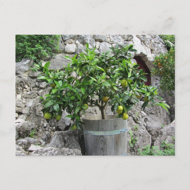Carte Postale Tilleul (Devant)