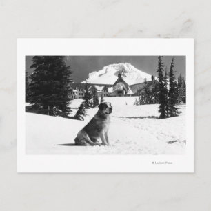 Carte Postale Timberline Lodge et "Lady" le propriétaire