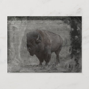 Carte Postale Tintype de Buffalo