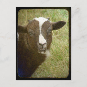 Carte Postale Tiny grandit