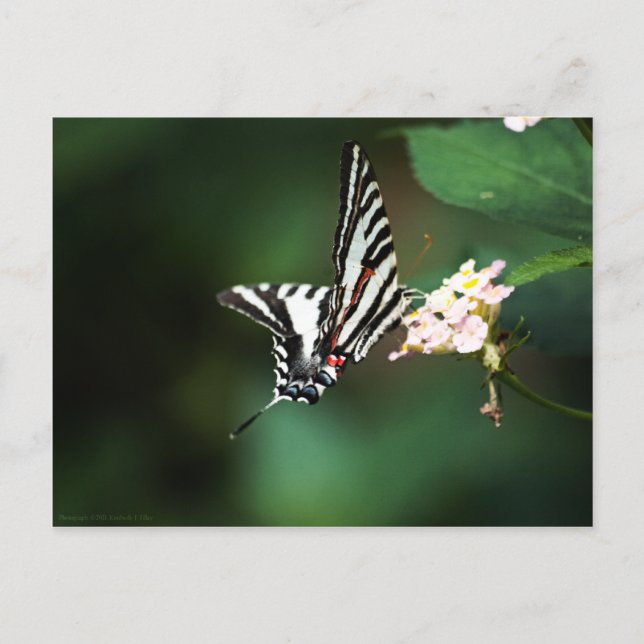 Carte postale Tiny Zebra (Devant)