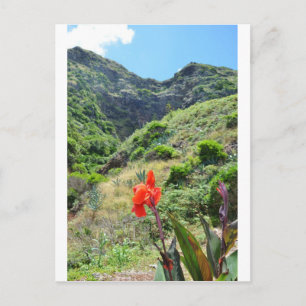 Carte Postale Tir d'un Indien (Canna indica purpurea)