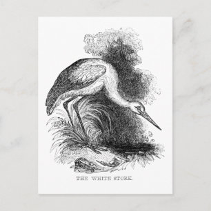 Carte Postale Tirage Vintage d'oiseaux de cigogne blanche