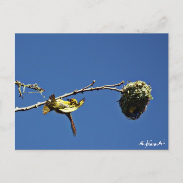 Carte Postale tisserain gendarme et son nid (Devant)