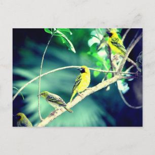 Carte Postale Tisserin gendarme