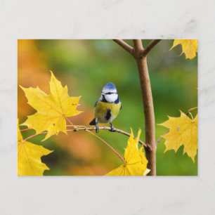 Carte Postale Tit bleu en érable norvégien