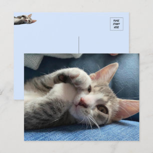Carte Postale Tito Bandito Le Chaton Cutest / Chat
