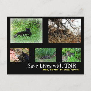 Carte postale TNR feral Cat