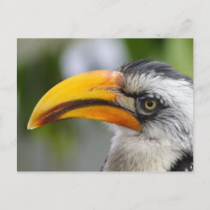 Carte Postale Tockus leucomelas