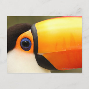 Carte Postale Toco Toucan (Ramphastos toco) est le plus grand