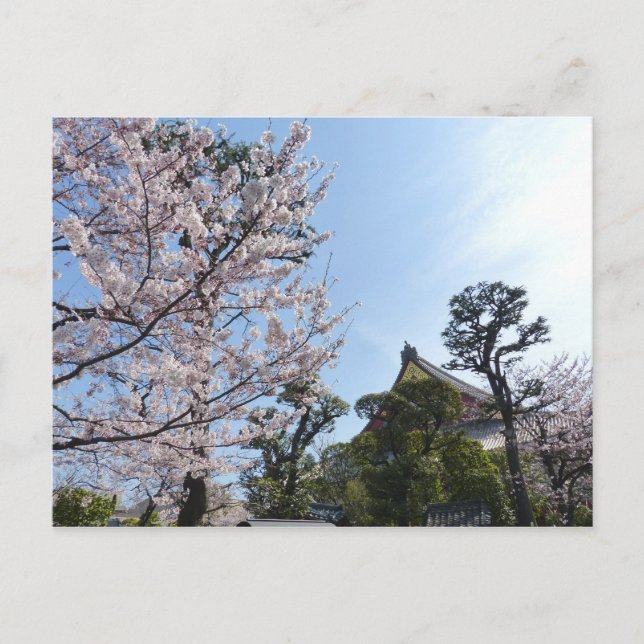 Carte Postale Tokyo Cherry Blossoms Sakura (Devant)