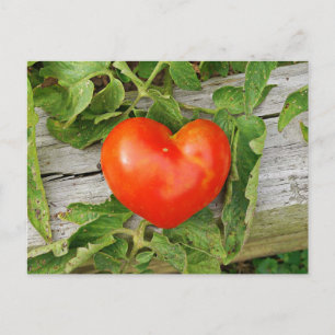 Carte Postale Tomate en forme de coeur