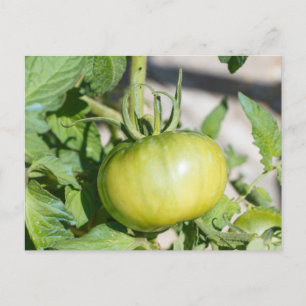 Carte Postale Tomate mûrissant dans un verger
