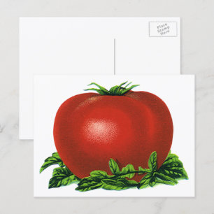 Carte Postale Tomate Rouge Mûr Vintage, Légumes et Fruits
