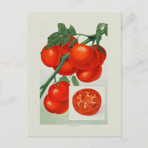 Carte Postale Tomates