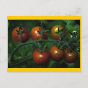 Carte Postale Tomates cerises