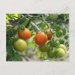 Carte Postale Tomates Cerises Sur La Vigne Nature