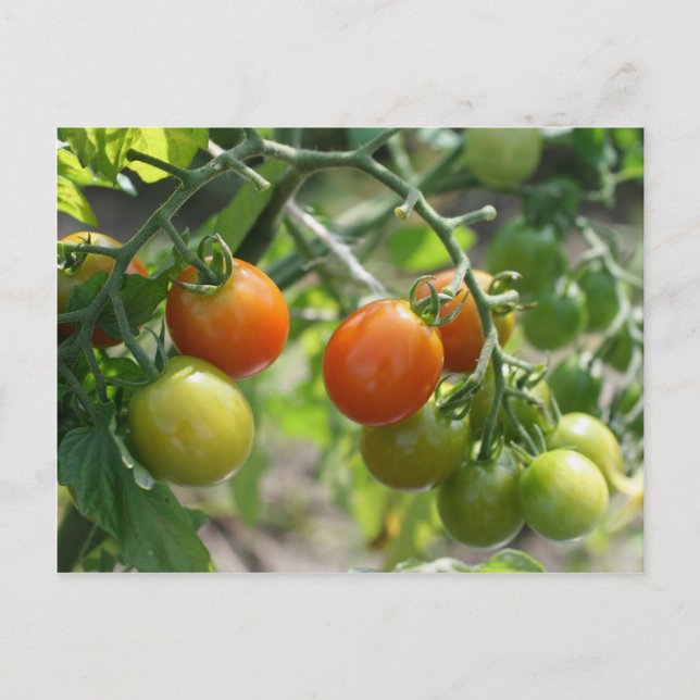 Carte Postale Tomates Cerises Sur La Vigne Nature (Devant)
