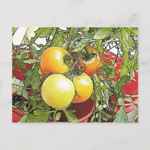 Carte Postale Tomates Heirloom Fraîches de Jardin