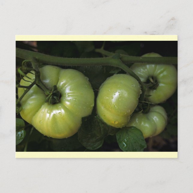 Carte Postale Tomates vertes (Devant)
