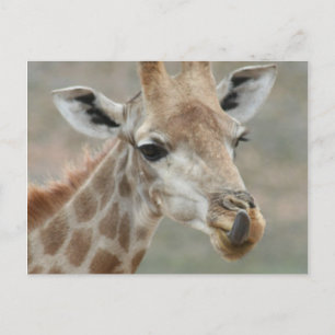 Carte postale Tongue Giraffe