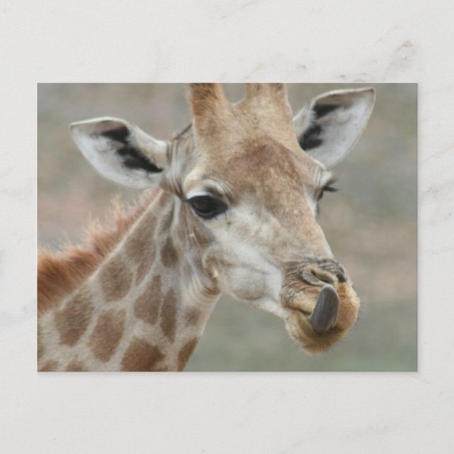 Carte postale Tongue Giraffe (Devant)