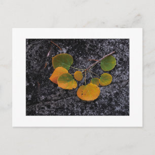 Carte Postale "Tons D'Automne"