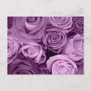 Carte Postale Tons de Roses violets