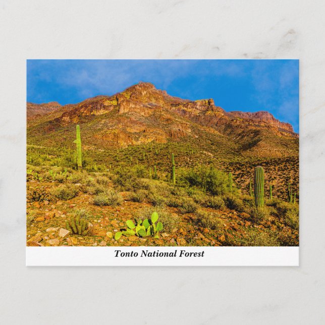 Carte postale Tonto National Forest (Devant)
