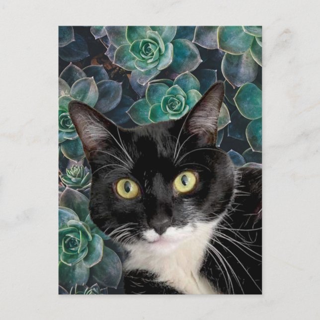 Carte postale Top Cat (Devant)