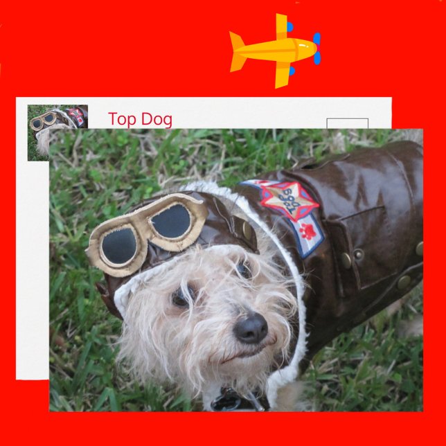 Carte Postale Top Dog in Aviator (Créateur téléchargé)
