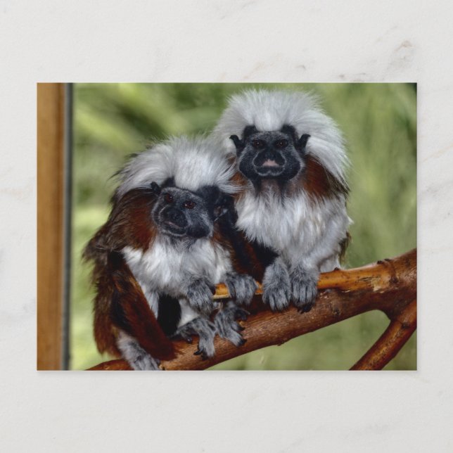 Carte Postale Top du coton Tamarin (Devant)