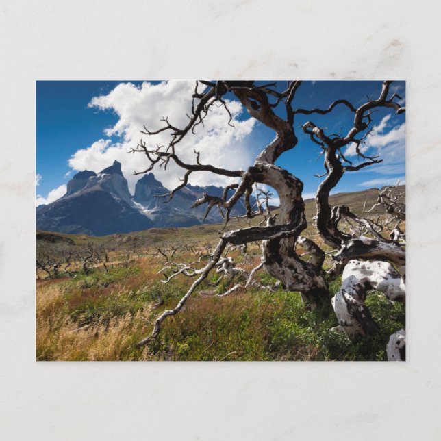 Carte Postale Torres del Paine National Park (Devant)