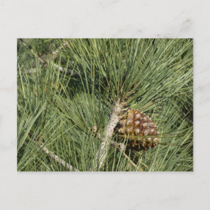 Carte Postale Torrey Pine Closeup California Botanical