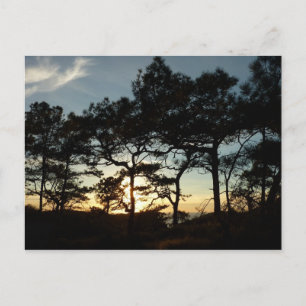 Carte Postale Torrey Pine Sunset II Californie Paysage