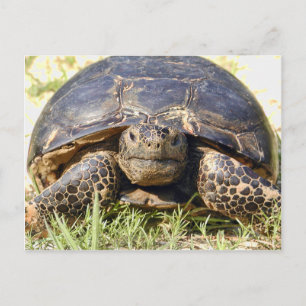 Carte postale Tortoise