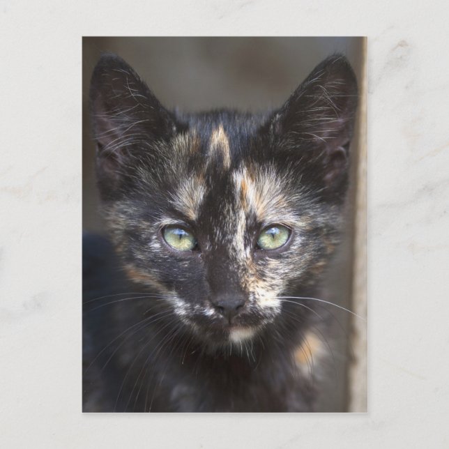 Carte Postale Tortoiseshell Kitten (Devant)
