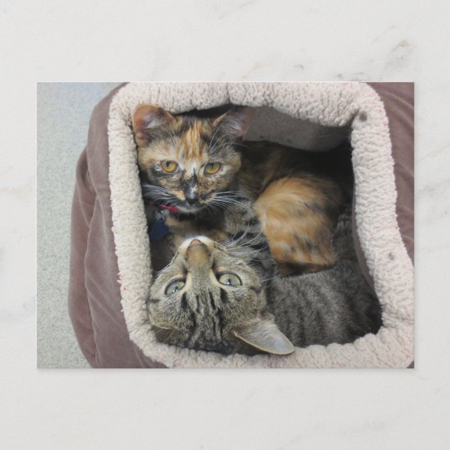 Carte Postale Tortoiseshell & Tabby Cats (Devant)