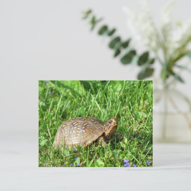 Carte Postale Tortue (Debout devant)