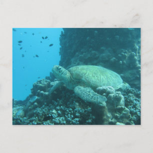 Carte Postale Tortue